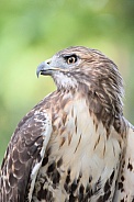 Red-tailed Hawk