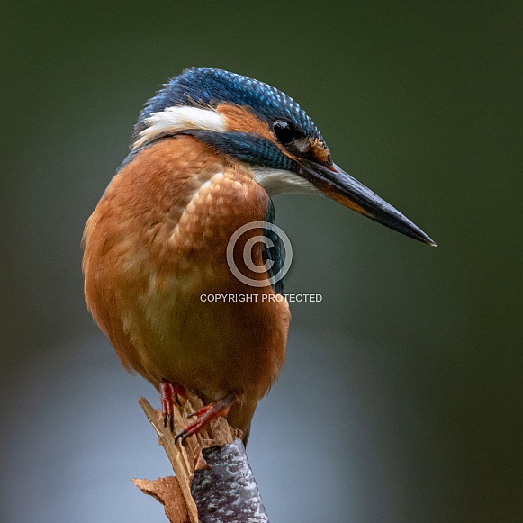 Female Kingfisher Female Kingfisher