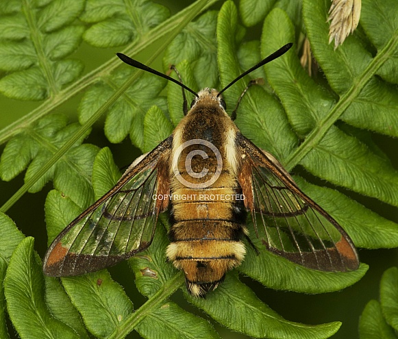 Hummingbird Clearwing