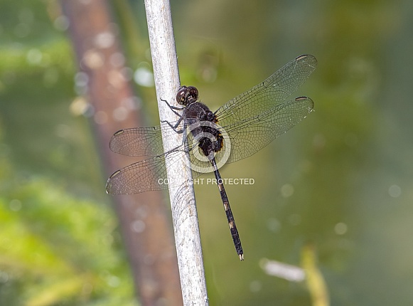 Pin-tailed Pondhawk