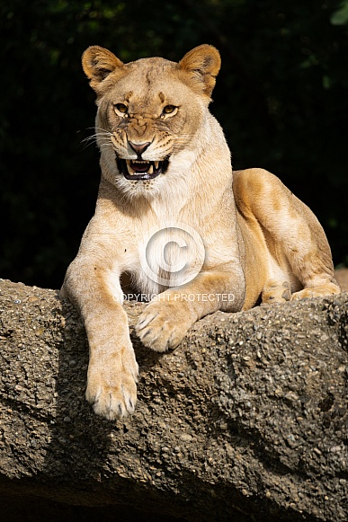 Lioness Lioness