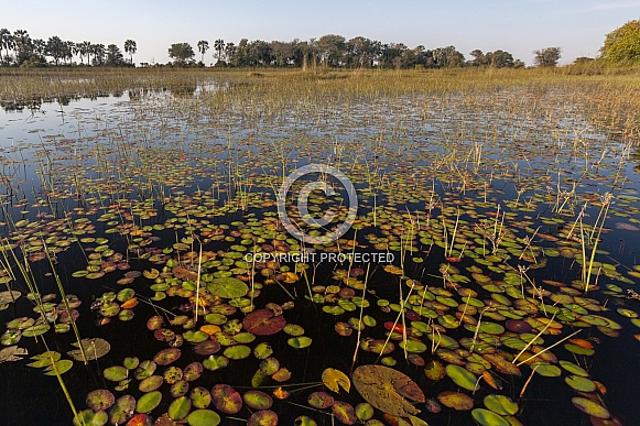 Okavango Delta - Botswana