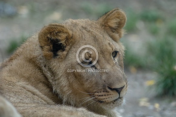 Lion cub