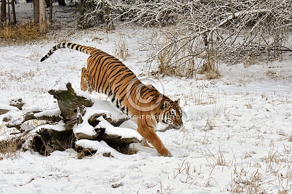 Amur Tiger