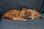 Two red kittens