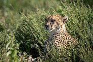 Profile of a cheetah looking out of the bushes