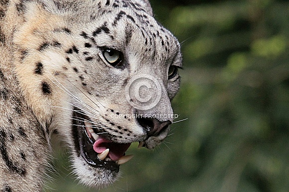 Snow Leopard