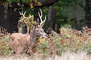 Red deer