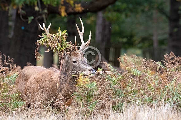 Red deer