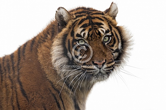 Sumatran Tiger Face Shot White Background