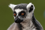 Ring Tailed Lemur Face Shot