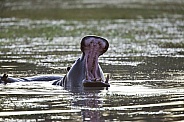Hippopotamus - Botswana