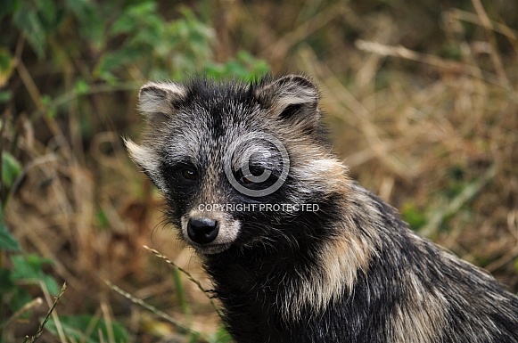 Tanuki (Nyctereutes viverrinus)