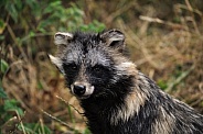 Tanuki (Nyctereutes viverrinus)