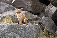Young red fox cub in nature