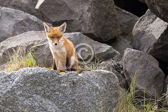 Young red fox cub in nature