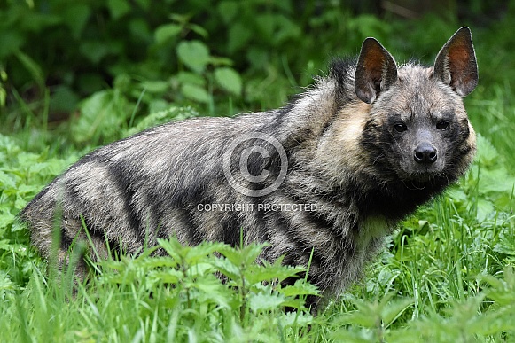 Striped Hyena