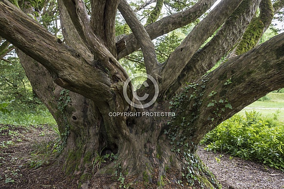 An ancient English Yew Tree