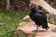 Black Vulture Full Body Photo