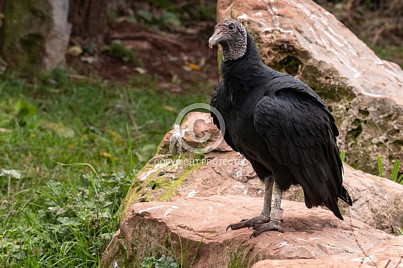 Black Vulture Full Body Photo