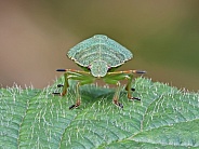 Green Shieldbug