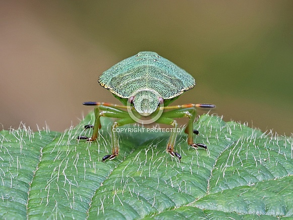 Green Shieldbug