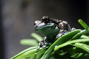 Amazon milk frog (Trachycephalus resinifictrix)