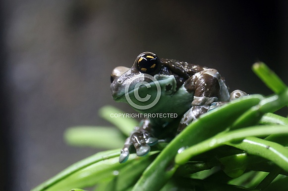 Amazon milk frog (Trachycephalus resinifictrix)