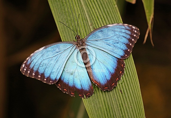 Blue Morpho Blue Morpho