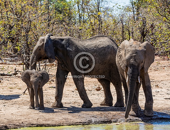 Elephant Calf