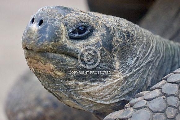 Galapagos Tortoises Up Close