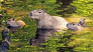 Capybaras (Hydrochoerus hydrochaeris)