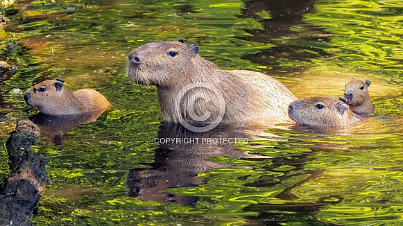 Capybaras (Hydrochoerus hydrochaeris) Capybaras (Hydrochoerus hydrochaeris)