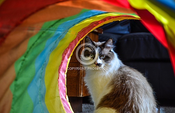 Domestic Cat Domestic Cat