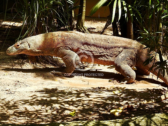 Komodo Dragon