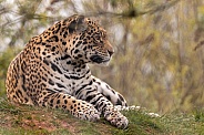Jaguar Lying Down