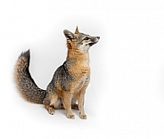Gray Fox on Isolated on White