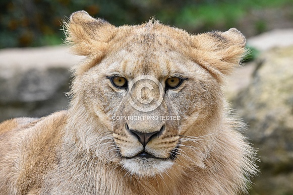 African Lion