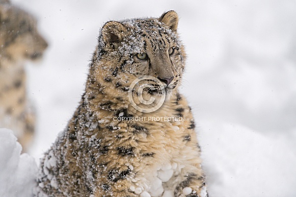Snow Leopard Snow Leopard