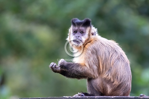 The tufted capuchin (Sapajus apella) The tufted capuchin (Sapajus apella)