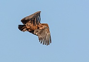 Juvenile White-backed Vulture