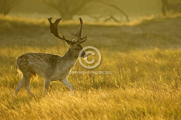 Fallow Deer