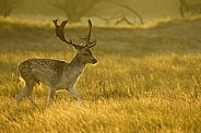 Fallow Deer