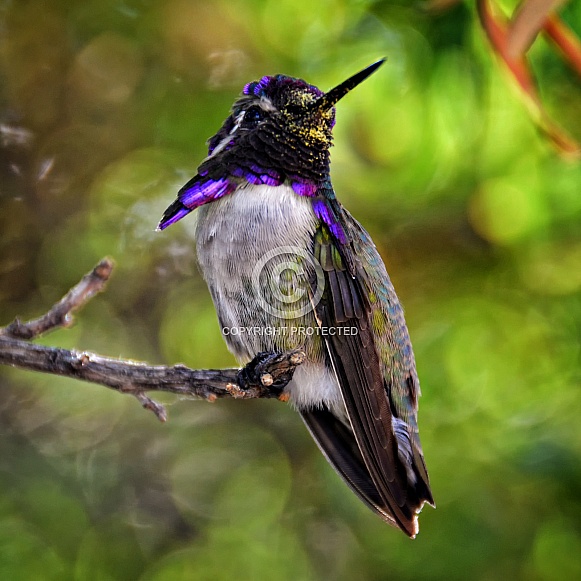 Hummingbird - Costa's with Pollen