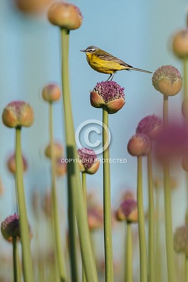 Yellow Wagtail bird