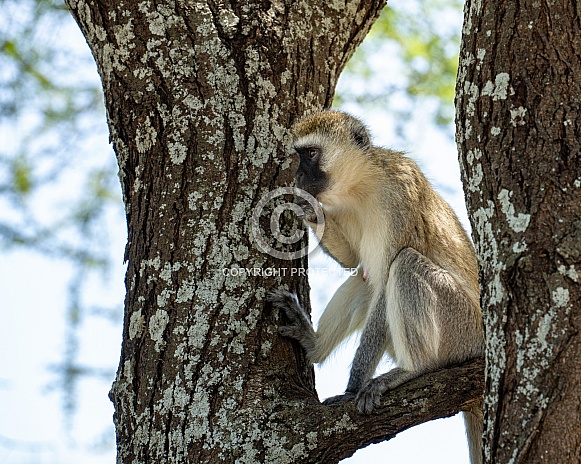 Black faced monkey thinking on a branch