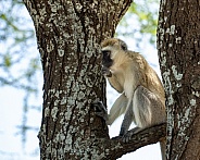 Black faced monkey thinking on a branch