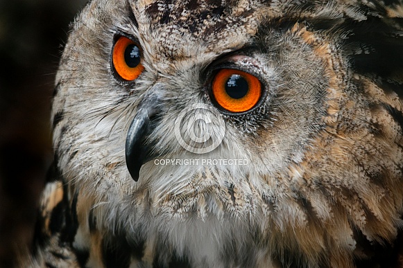 European Eagle Owl Close Up