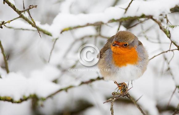 The European robin (Erithacus rubecula The European robin (Erithacus rubecula