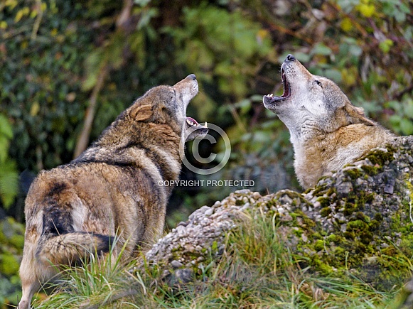 Pair of Grey Wolves Howling
